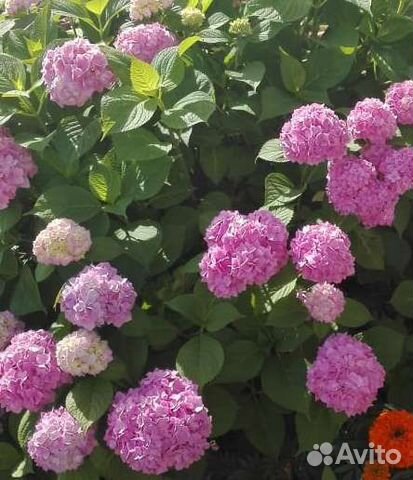 Гортензия розовая