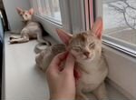 Абиссинские коти silver sorrel, родосл, чип, доки