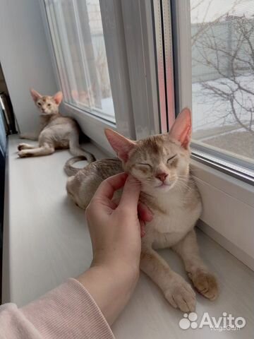 Абиссинские коти silver sorrel, родосл, чип, доки объявление продам