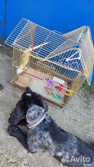 Клетка для птички