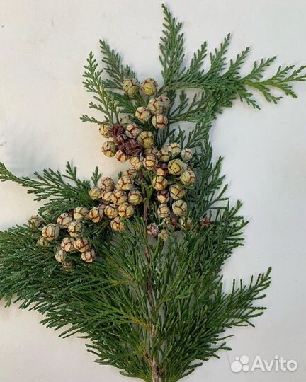 Кипарис Лоусона