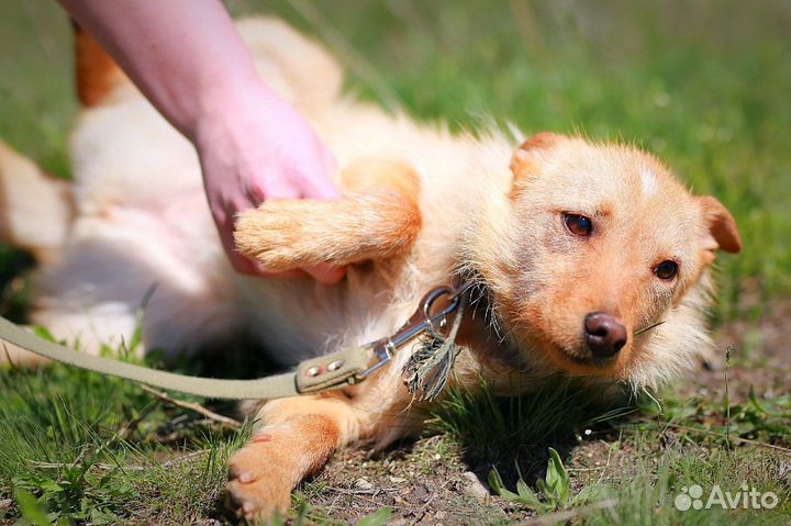 Санни в добрые руки