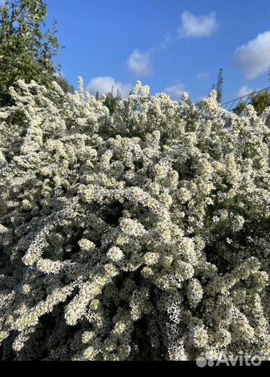 Астра альпийская кустовая
