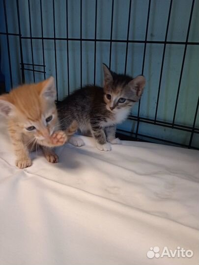 Три сыночка и лапочка дочка