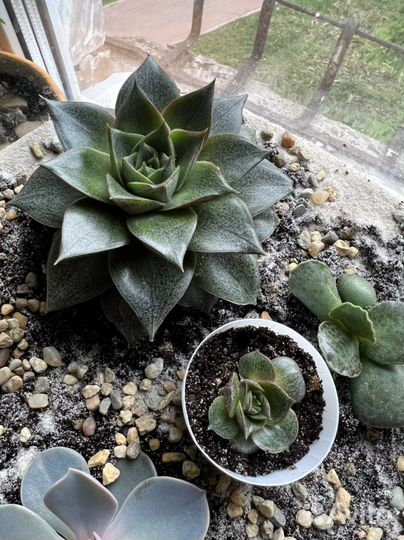 Эхеверия пурпузорум