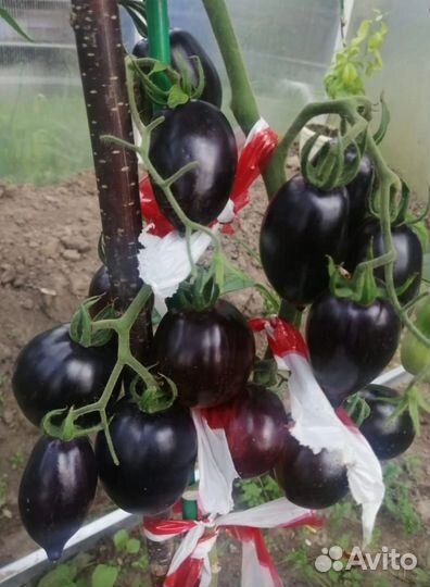 Семена томатов. Коллекционер