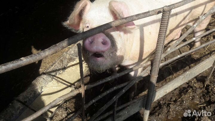 Хряк ландрас+см
