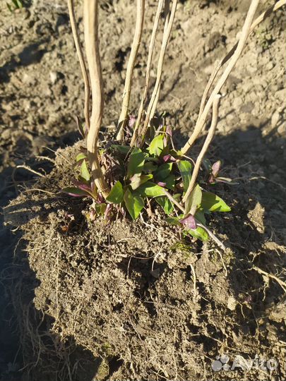 Флоксы многолетние