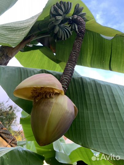 Банановая пальма