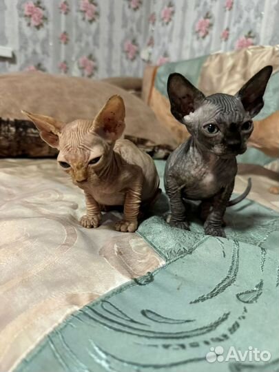 Канадский сфинкс