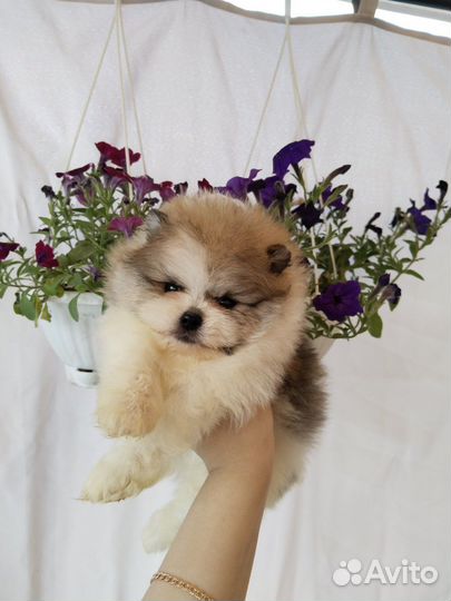 Шпиц Девочки и Мальчики