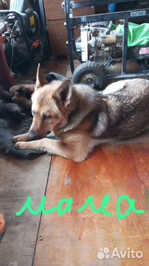 Собака, щенки