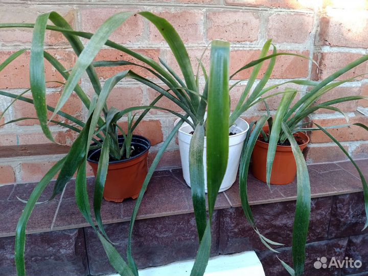 Бильбергия