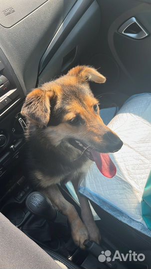 Собака молодая