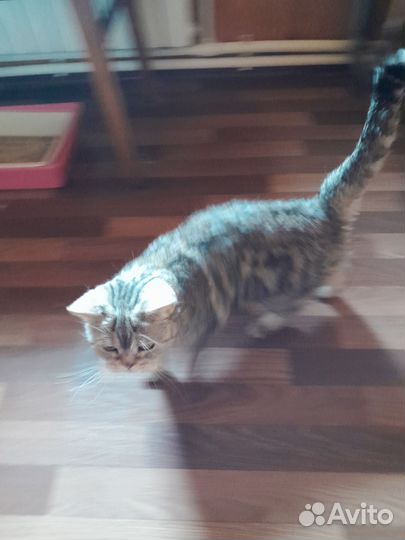 Шотландская прямоухая кошка