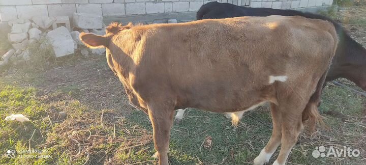 Телята бычки