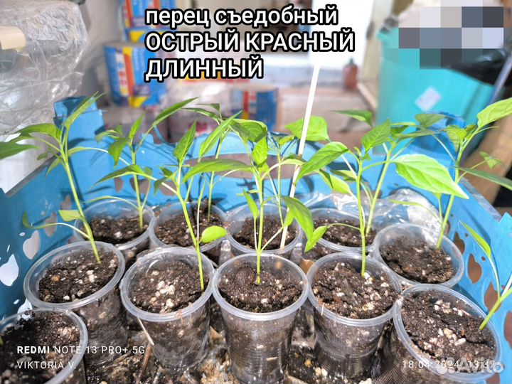 Перчик острый 3 вида