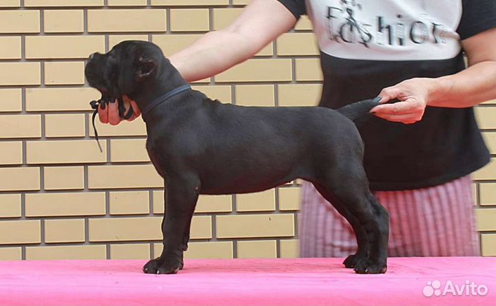 Щенки кане корсо 2 мес