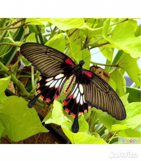 Бабочкариум миниферма