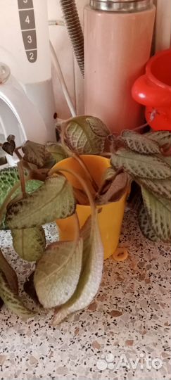 Отдам три ростка эписции. За шоколадку милка