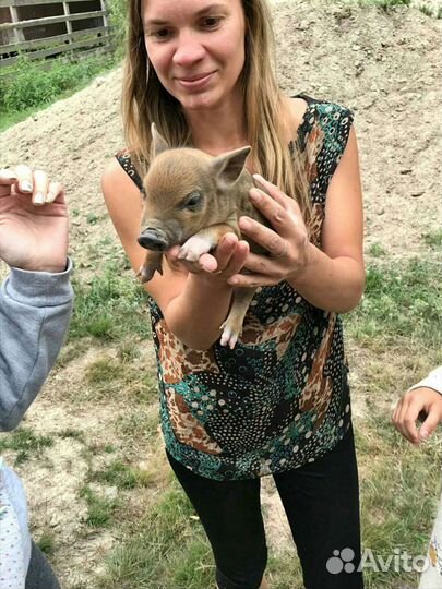 Ветеринар ветврач лечение консультация онлайн