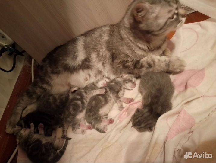 Шотландский вислоухий котенок