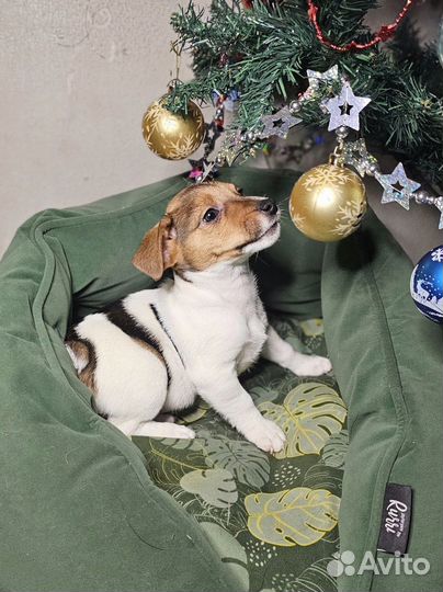 Щенки джек рассел терьер гладкошерстный