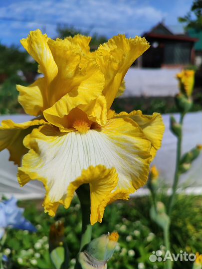 Предлагаем ирисы сортовые