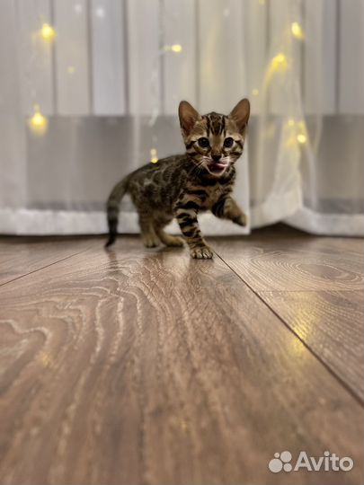 Котята бенгальские
