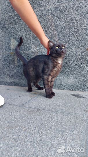 Молодой кот в добрые руки