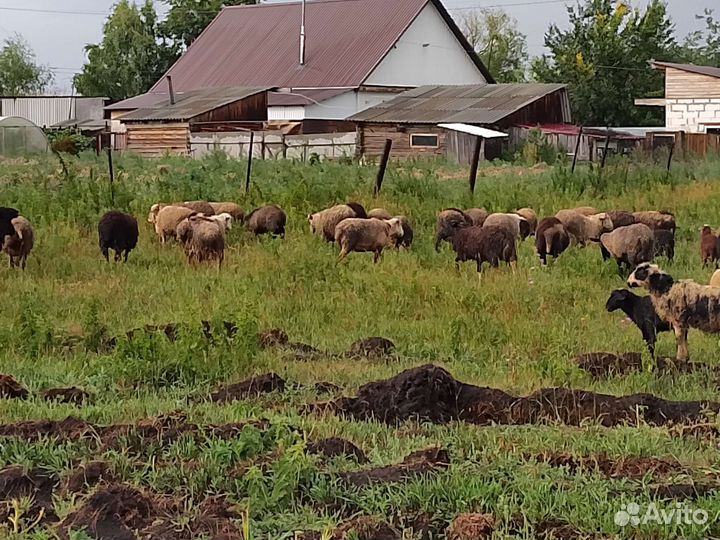 Овцы бараны