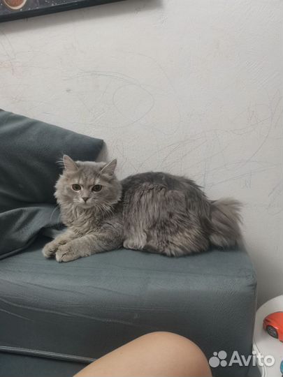 Кошка бобтейл