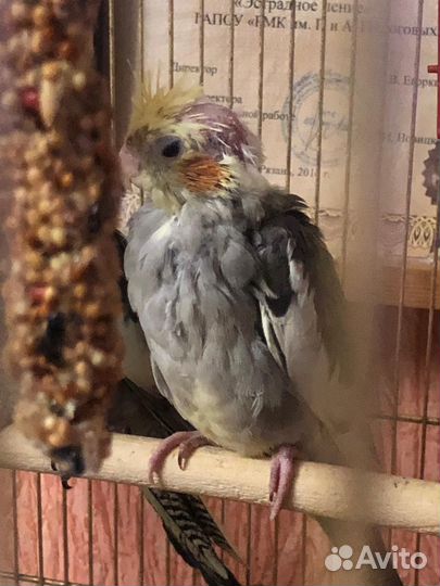 Попугай корелла птенец