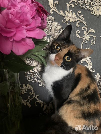Кошечка в добрые руки