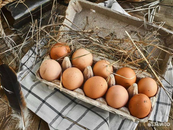 Домашние куриные яйца