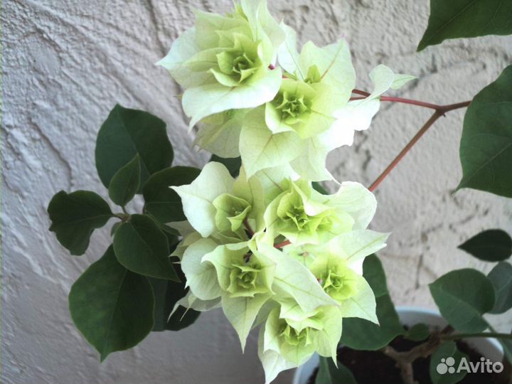 Комнатные цветы в большом ассортименте