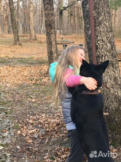 Щенки немецкой овчарки