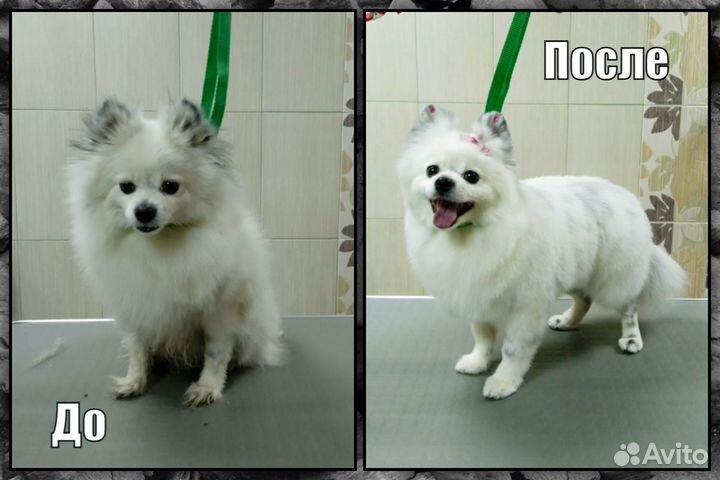 Услуги Профессионального Грумера