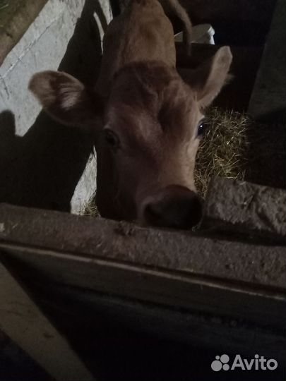 Бычок Джерси