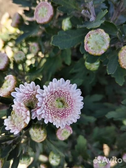 Хризантема мультифлора шаровидная