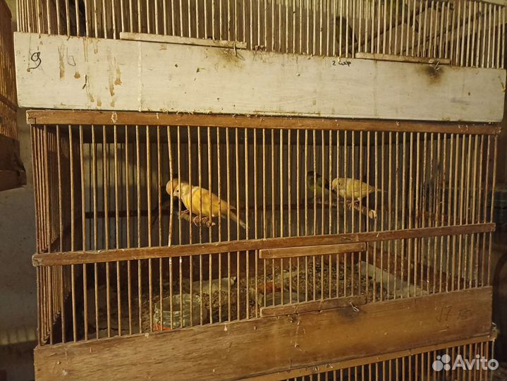 Певчие птицы