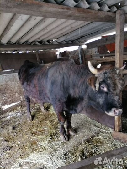 Продаётся бык