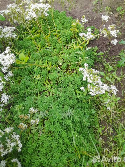 Почвопокровные растения многолетники