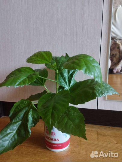 Гибискус китайская роза