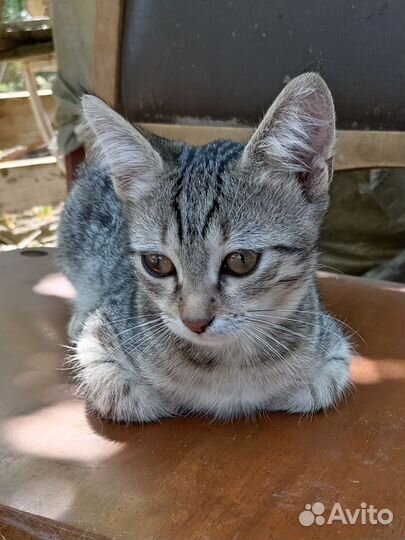 Котенок девочка