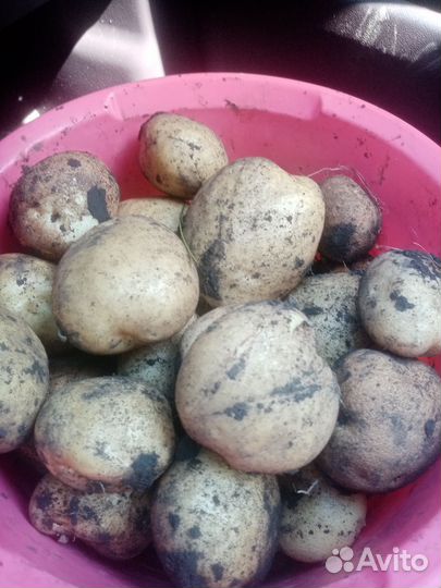 Картофель