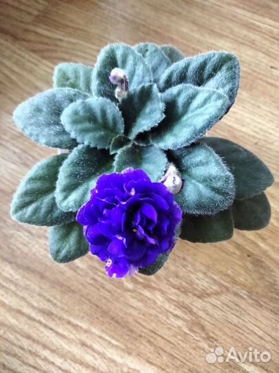 Миниатюрные фиалки