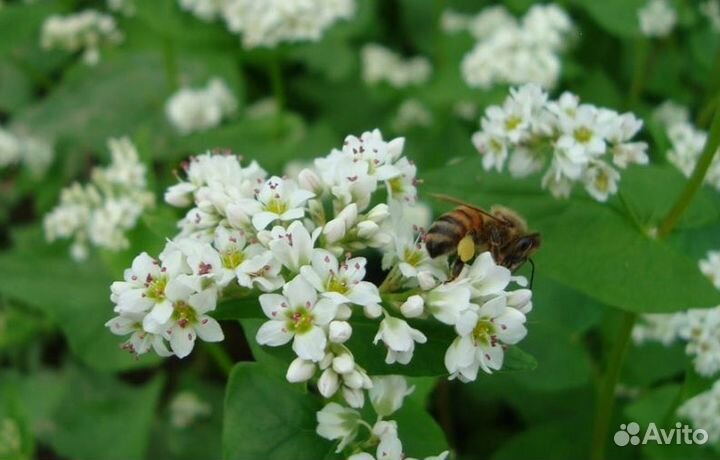 2023 года Мед из Алтая опт