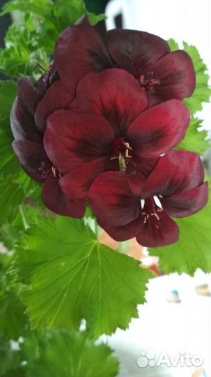 Пеларгонии: амп.Ангелы, звезчатые, королевские