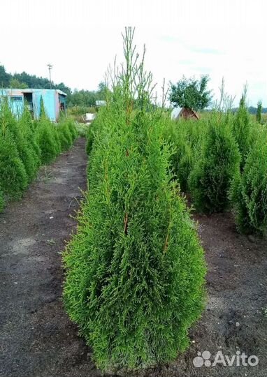 Туи Смарагд 1.5м